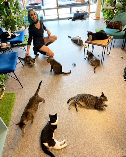 Naughty Cat Cafe